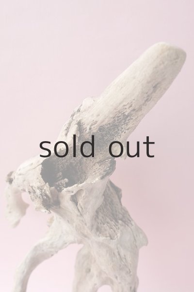 画像5: 流木根・中型 (5)