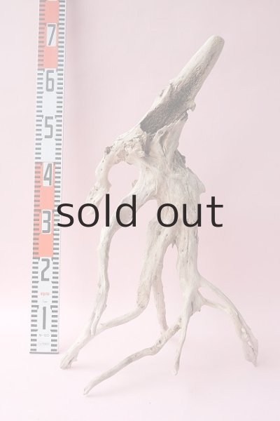 画像15: 流木根・中型 (15)