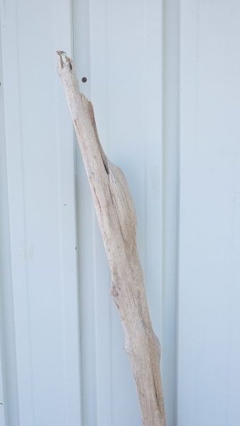 画像4: 幹流木 (4)