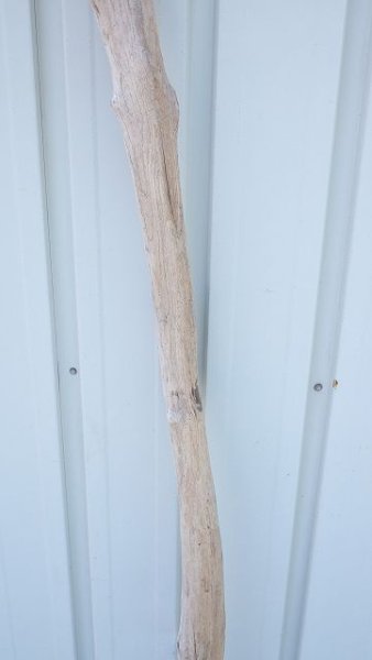 画像3: 幹流木 (3)