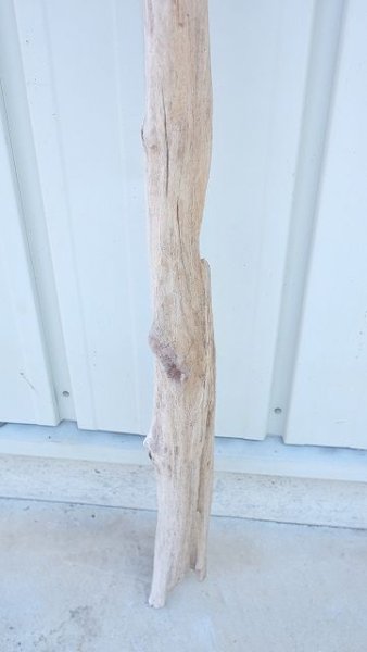 画像2: 幹流木 (2)