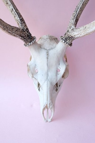 画像2: デコール用二ホンジカの角(ヘッド付) (2)