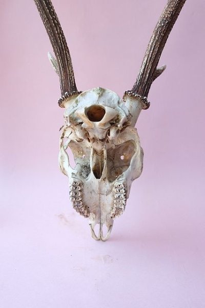 画像7: デコール用二ホンジカの角（ヘッド付） (7)