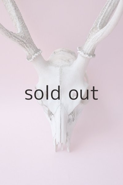 画像2: デコール用二ホンジカの角（ヘッド付） (2)