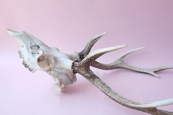 画像8: デコール用二ホンジカの角(ヘッド付) (8)