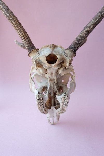 画像7: デコール用二ホンジカの角（ヘッド付） (7)