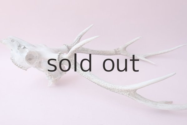 画像8: デコール用二ホンジカの角（ヘッド付） (8)