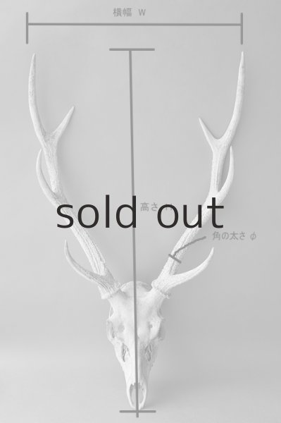 画像9: デコール用二ホンジカの角（ヘッド付） (9)