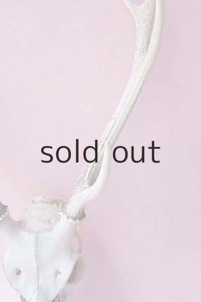 画像5: デコール用二ホンジカの角（ヘッド付） (5)