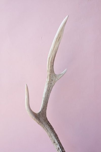 画像4: デコール用二ホンジカの角(ヘッド付) (4)