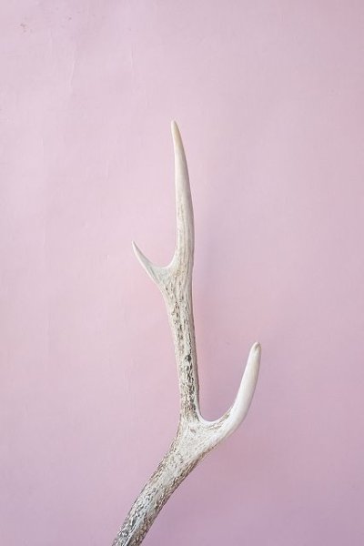 画像6: デコール用二ホンジカの角(ヘッド付) (6)