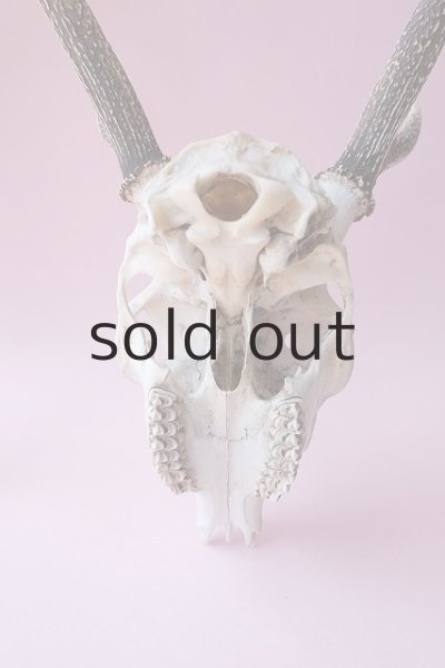 画像7: デコール用二ホンジカの角（ヘッド付） (7)