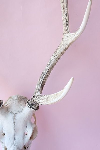 画像5: デコール用二ホンジカの角(ヘッド付) (5)