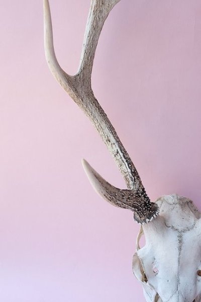 画像3: デコール用二ホンジカの角(ヘッド付) (3)