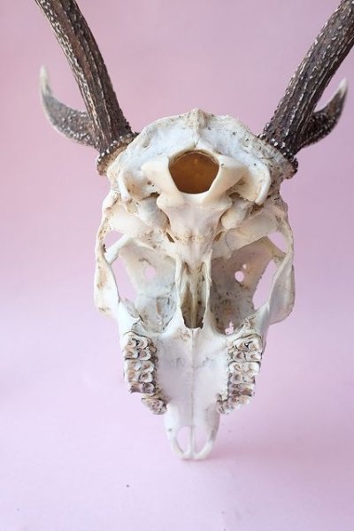 画像7: デコール用二ホンジカの角(ヘッド付) (7)