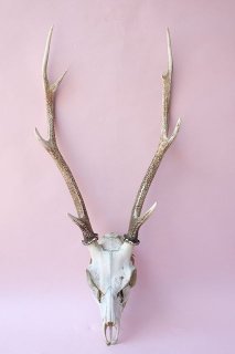 スワッグ　鹿角　鹿スカル　エゾジカ スワッグ 鹿角 鹿スカル エゾジカ 【公式通販】