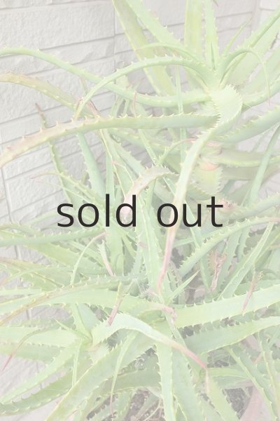 画像4: アロエ苗・キダチアロエ (4)