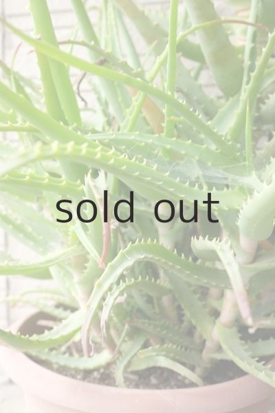 画像6: アロエ苗・キダチアロエ (6)