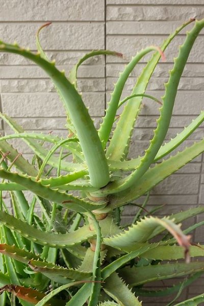 画像3: アロエ苗・キダチアロエ (3)