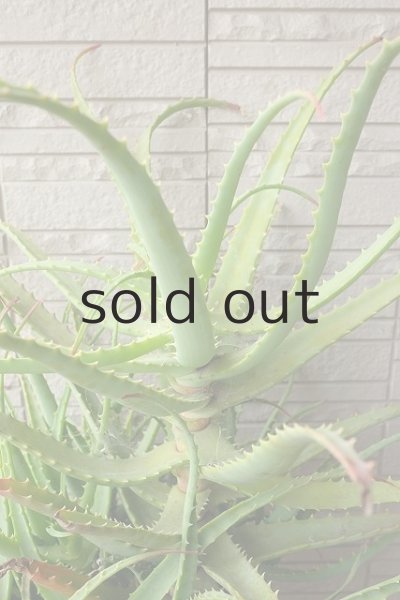 画像3: アロエ苗・キダチアロエ (3)