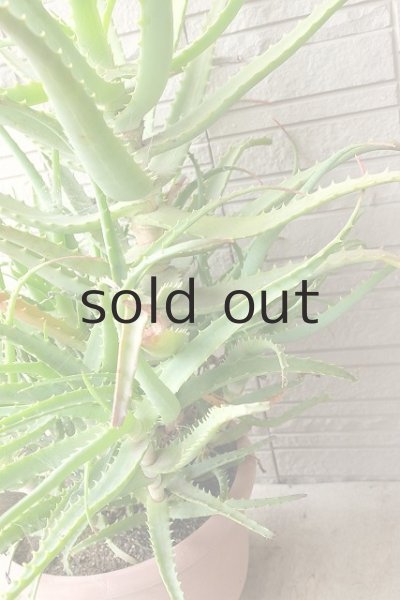 画像5: アロエ苗・キダチアロエ (5)