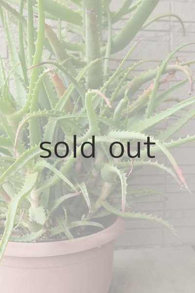 画像7: アロエ苗・キダチアロエ (7)