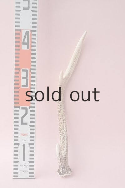 画像4: デコール用二ホンジカの角 (4)