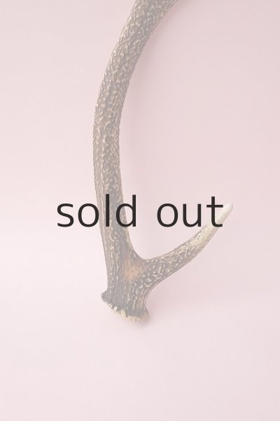 画像2: デコール用二ホンジカの角 (2)