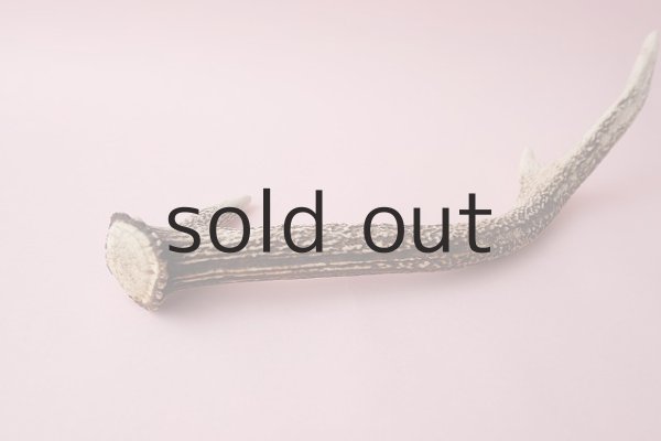 画像6: デコール用二ホンジカの角 (6)