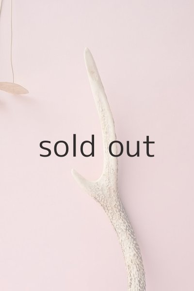 画像3: デコール用二ホンジカの角 (3)