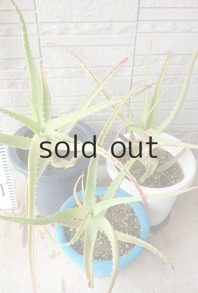 Lサイズ：苗丈30cm前後