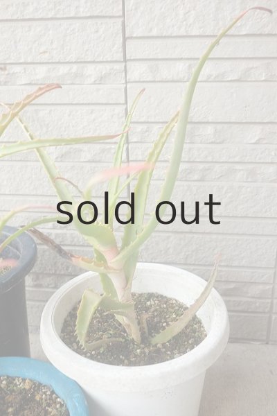 画像8: アロエ苗・キダチアロエ (8)