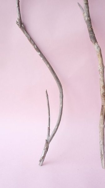 画像4: 小枝流木セット (4)