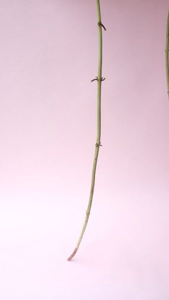 画像5: Dry plants for decor デコール用乾燥紫陽花(アナベル・大)2024年度開花分2本セット (5)