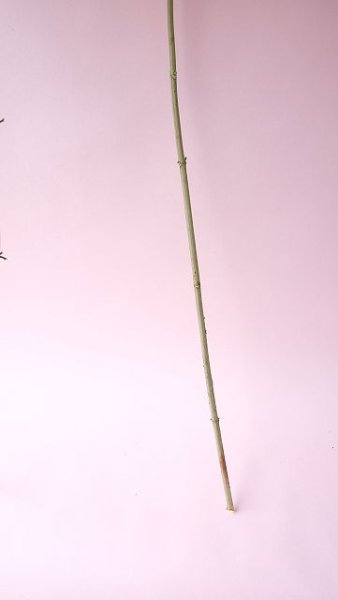 画像6: Dry plants for decor デコール用乾燥紫陽花(アナベル・大)2024年度開花分2本セット (6)