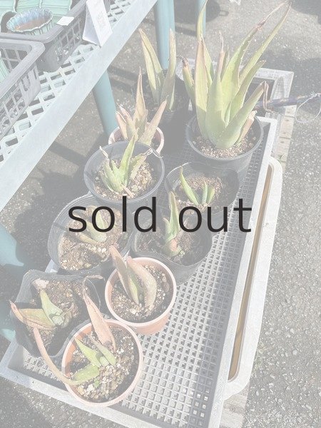 商品の一例です。在庫の中からお任せでお送りさせていただきます。