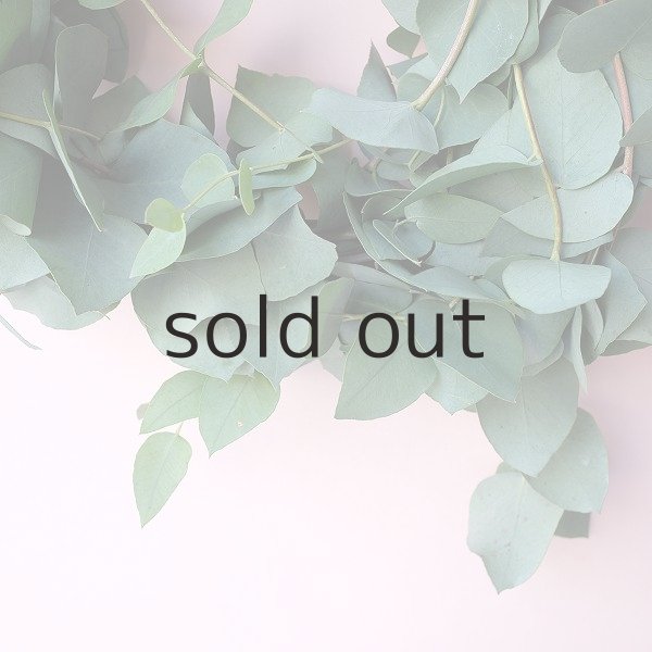 画像4: Dry plants for decor ユーカリブルーガムリース (4)