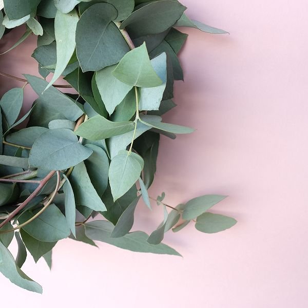 画像5: Dry plants for decor ユーカリブルーガムリース (5)