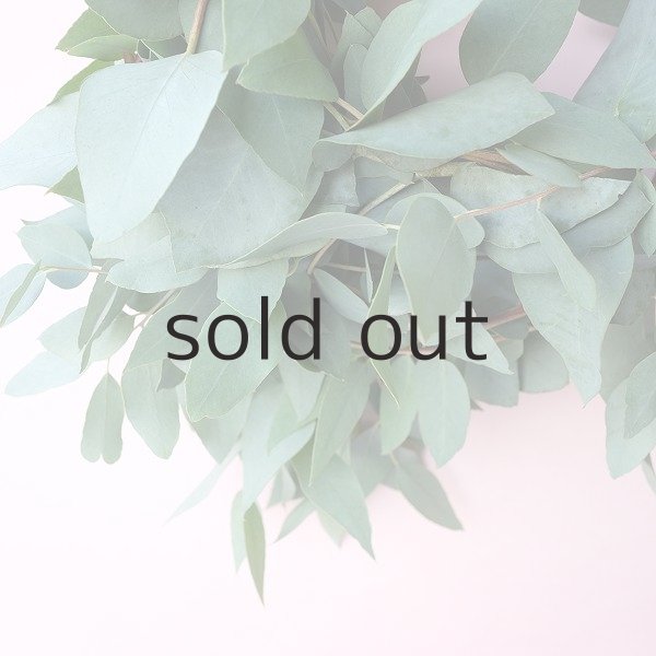 画像4: Dry plants for decor ユーカリブルーガムリース (4)