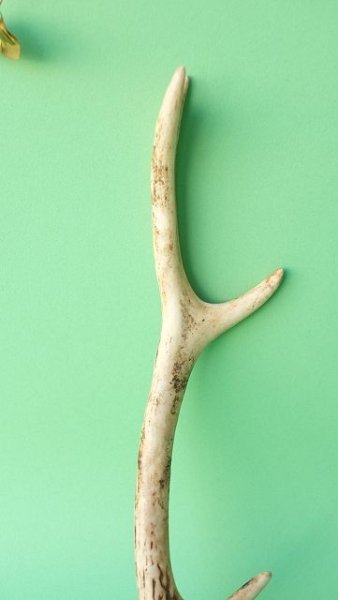 画像3: デコール用二ホンジカの角mini・小鹿 (3)