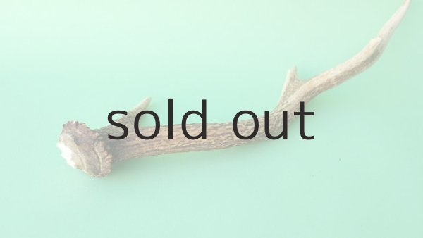 画像6: デコール用二ホンジカの角mini・小鹿 (6)