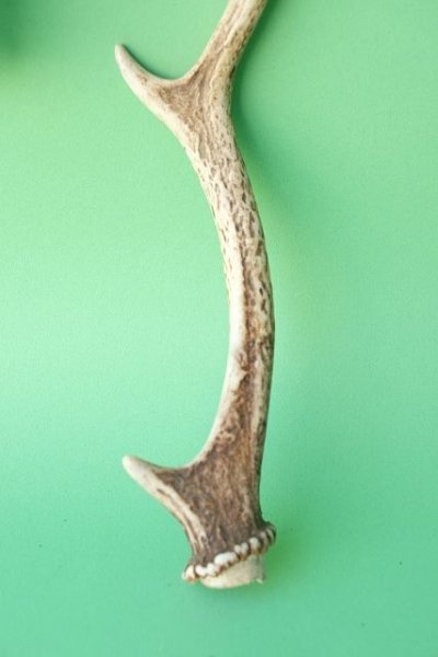 画像2: デコール用二ホンジカの角mini・小鹿 (2)