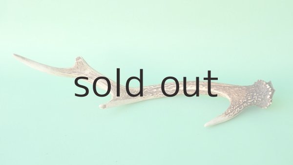 画像4: デコール用二ホンジカの角mini・小鹿 (4)