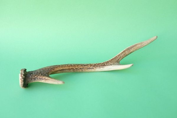 画像4: デコール用二ホンジカの角mini・小鹿 (4)