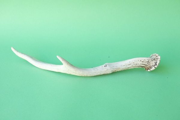 画像5: デコール用二ホンジカの角mini・小鹿 (5)