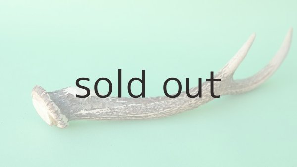 画像6: デコール用二ホンジカの角mini・小鹿 (6)