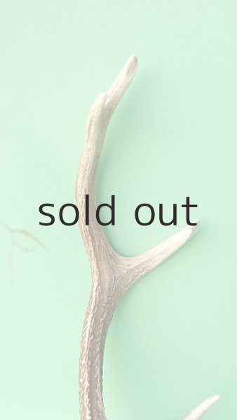 画像3: デコール用二ホンジカの角mini・小鹿 (3)