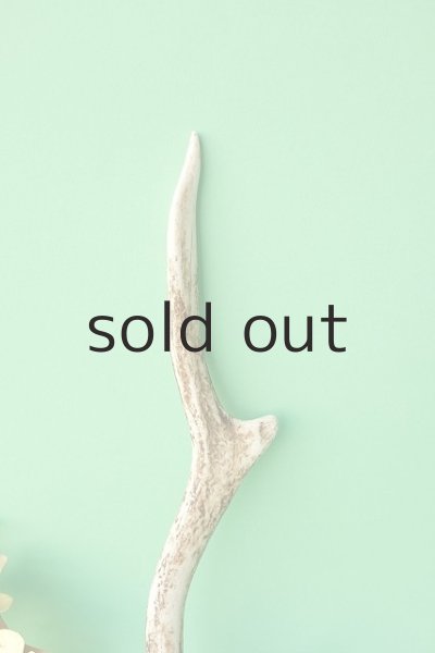 画像3: デコール用二ホンジカの角mini・小鹿 (3)