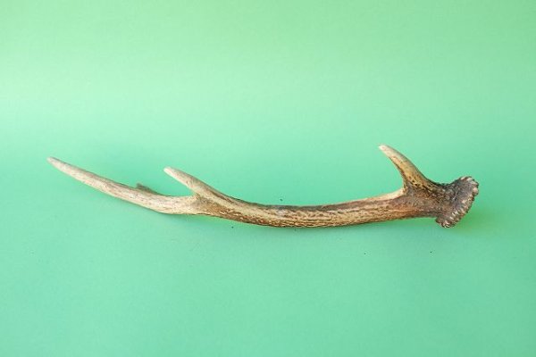 画像5: デコール用二ホンジカの角mini・小鹿 (5)