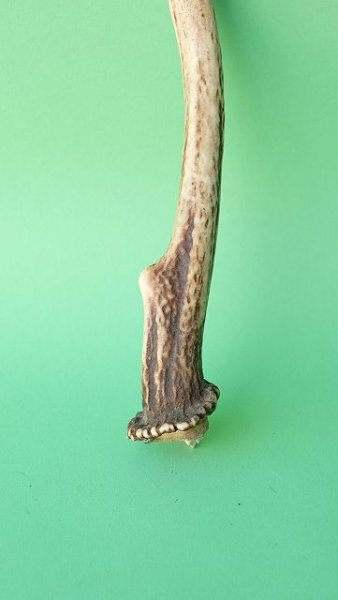 画像2: デコール用二ホンジカの角mini・小鹿 (2)